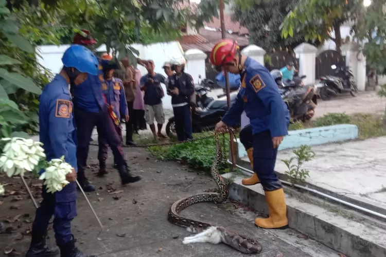 Petugas Damkar Kabupaten Bogor saat mengevakuasi ular sanca yang memakan kucing di Perumahan BDB II Kelurahan Sukahati, Kecamatan Cibinong, Kabupaten Bogor, Rabu, 5 Maret 2025. (Damkar Kabupaten Bogor)
