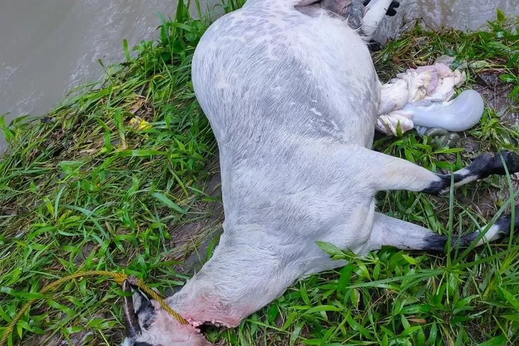 Pelaku pencurian hewan ternak Kampung Pabuaran, Desa Cipinang Kecamatan Rumpin, Kabupaten Bogor menyisakan satu kambing yang telah disembelih. (Ist)