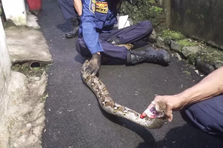 Damkar evakuasi ular sanca di Kelurahan Bantarjati, Kecamatan Bogor utara, Kota Bogor. (Damkar Kota Bogor)