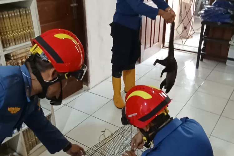 Petugas Damkar evakuasi musang di Perumahan Bukit Waringin, Desa Cimanggis, Kecamatan Bojonggede, Kabupaten Bogor. (Damkar Kabupaten Bogor)