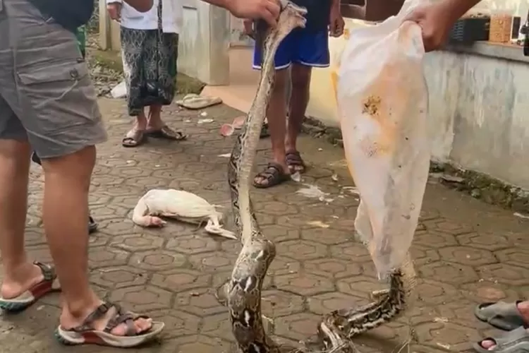 Proses evakuasi ular piton yang memakan ayam ternak warga. 