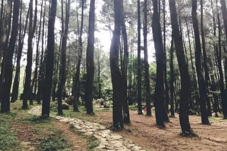 Salah satu rekomendasi destinasi wisata di Sentul Bogor untuk melepas penat saat Liburan yaitu Gunung Pancar. (Google Maps)