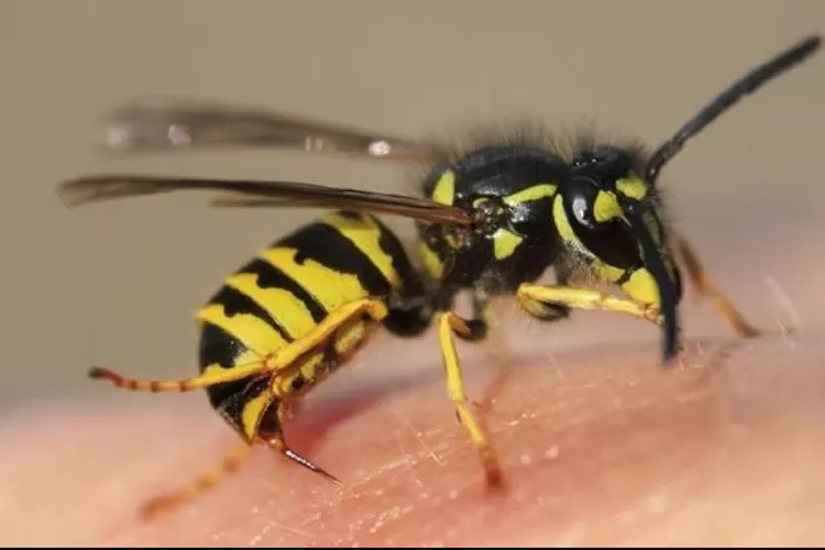 Ilustrasi tawon. (iStock)