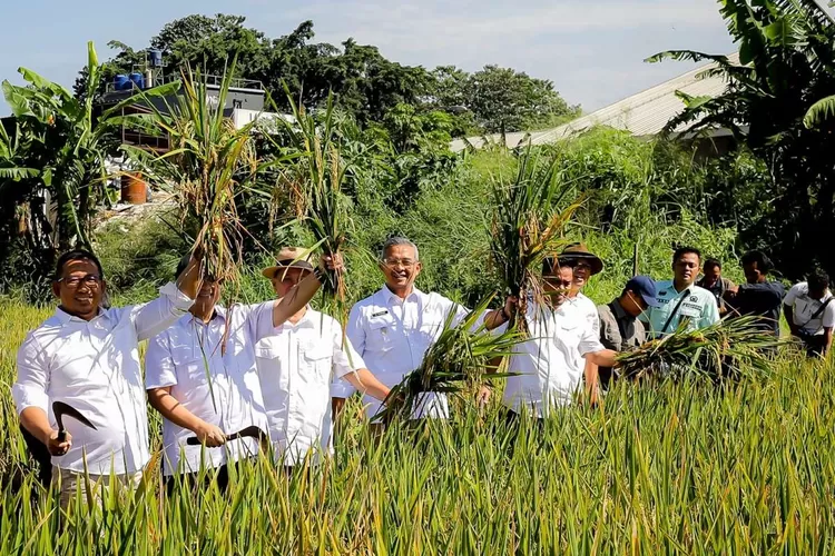 Wali Kota Bandung Muhammad Farhan hadiri panen raya di Kota Bandung, meskipun sebagai kota metropolitan dengan lahan pertanian terbatas (jabarprov)