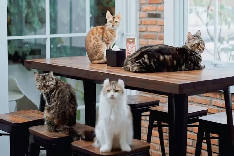 Salah satu cafe pet friendly di Bekasi untuk nongkrong di Akhir Pekan bersama anabul kesayangan yaitu Superbee Cat Cafe. (Instagram : superbeecats)
