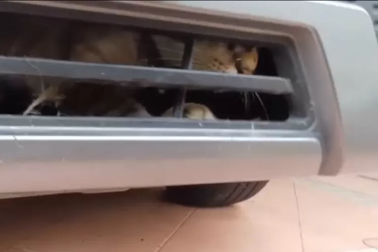 Seekor kucing terjebak di kap mobil di Tanasareal, Kota Bogor. (Tangkapan layar)