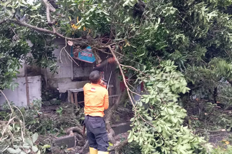 Pohon tumbang di Kota Sukabumi (ist)