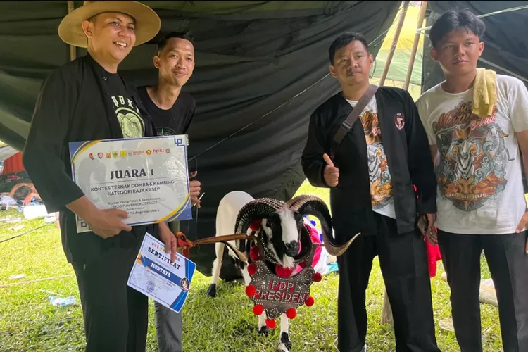 Montaya, domba garut dari PDP Presiden raih juara 1&nbsp;kategori Raja Kasep di&nbsp;Kontes Seni Ketangkasan Domba Garut (SKDG) di Lapangan Panahan Stadion Pakansari Cibinong, Kabupaten Bogor, Minggu, 20 April 2025. (Fahriza)