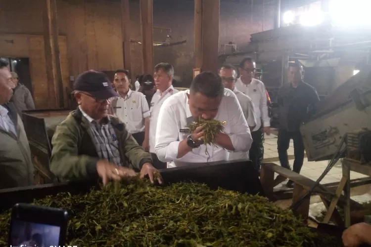 Bupati Bogor Rudy Susmanto mencium aroma teh Nirmala saat berkunjung ke Desa Malasari, Kecamatan Nanggung, Kabupaten Bogor, Rabu, 23 April 2025. (Ade)