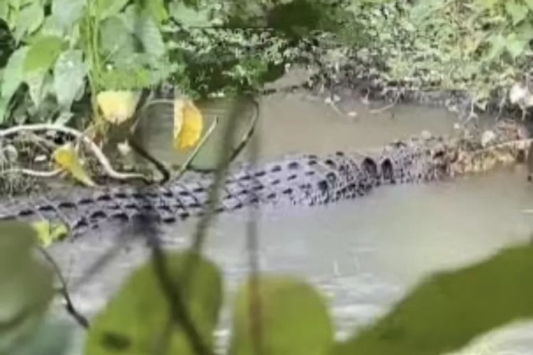 Warga Melarsari, Rumpin, Kabupaten Bogor digegerkan kemunculan buata besar di bekas galian tambang. (Ist)