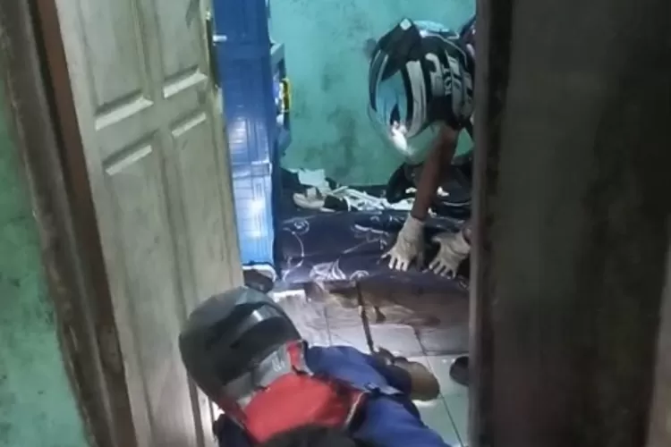 Petugas Damkar saat mengevakuasi ular kobra di rumah warga Tanahsareal, Kota Bogor. (Damkar)