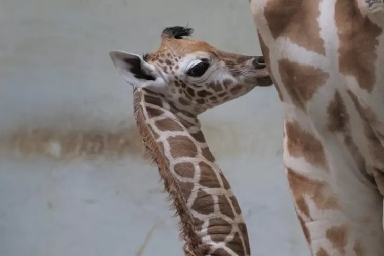 Kelahiran bayi jerapah di Taman Safari Bogor. Para pengunjung bisa menyambut si leher panjang nan menggemaskan ini (IST)