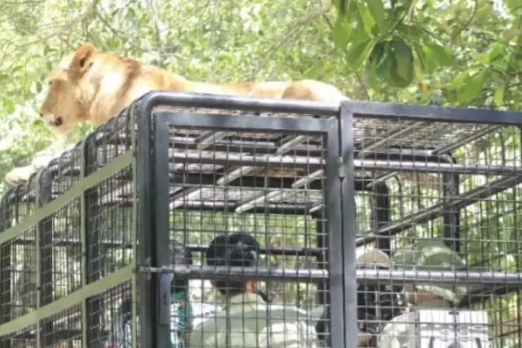 Taman Safari Bogor sajikan sensasi baru dan pengalaman unik yang wajib dicoba bersama anak-anak, yaitu memberi makan singa (IST)