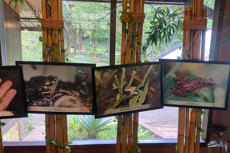 Pencapaian bersejarah dalam konservasi amfibi endemik Indonesia