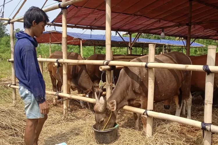 Penjual hewan kurban di Sawangan, Kota Depok saat melakukan perawatanhewan kurban yang dijualnnya, Sabtu, 3 Mei 2025. (Ali)