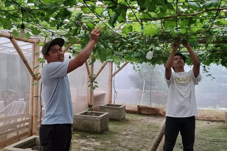 Fizkry Maulana (memakai topi) memperlihatkan hasil budidaya tanaman anggur sebagai bentuk dukungan Depok Hijau. (Ali Metropolitan)