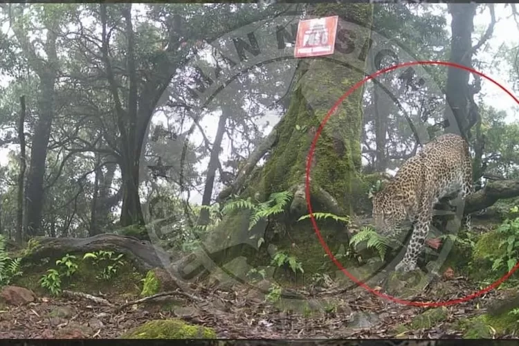 Seekor macan tutul Jawa terekam kamera trap berkeliaran di kawasan Gunung Salak. (Instagram @btn_gn_halimunsalak)