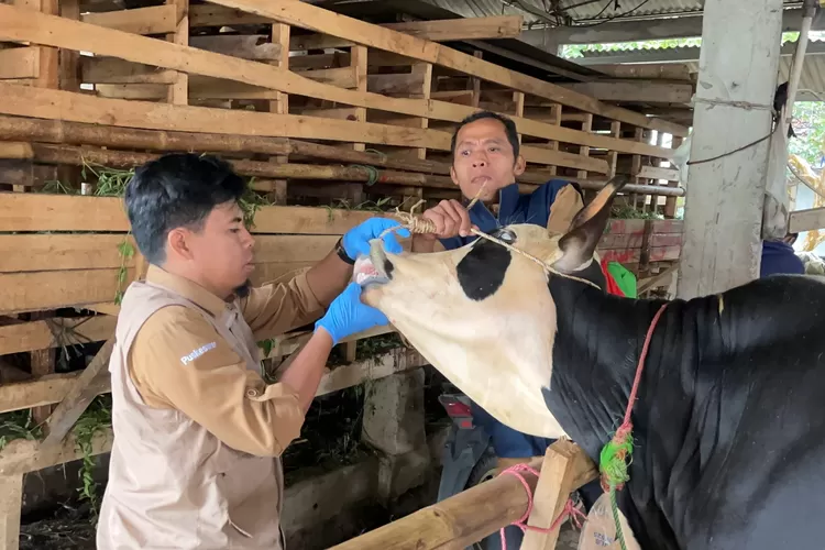 Petugas Diskanak Kabupaten Bogor saat mengecek kondisi hewan kurban. (Diskominfo)