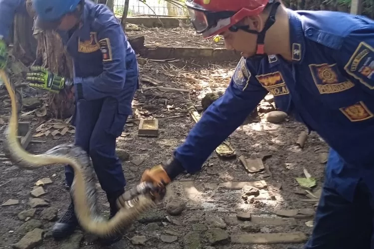 Damkar Kota Bogor mengevakuasi ular sanca di Kelurahan Pakuan, Kecamatan Bogor Selatan, Kota Bogor, Senin, 2 Juni 2025. (Damkar Kota Bogor)