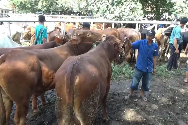 Jelang Idul Adha, akivitas di Pasar Hewan Ciwareng, Kabupaten Purwakarta terpantau padat.  (Foto: Metropolitan)