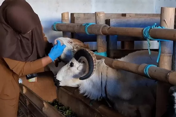 Petugas Dinas Peternakan Purwakarta Intensifkan Pemeriksaan Hewan kurban jelang Idul Adha 2025. (Foto: Istimewa.)