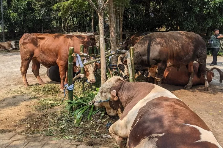 Presiden Prabowo Subianto memberikan bantuan 58 ekor sapi kurban untuk warga sekitr kediamannya. (Ist)