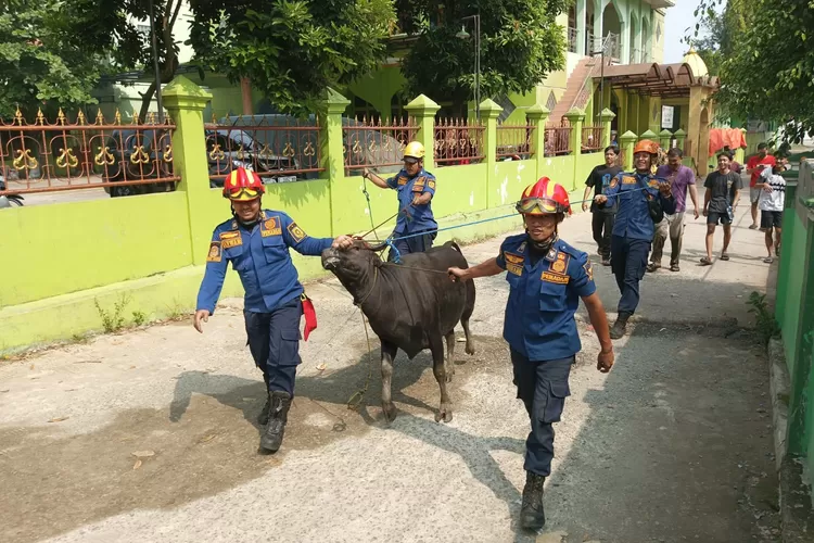 Petugas Damkar Kabupaten Bogor saat mengevakusi sapi kurban yng mengamuk di Cibinong, Sabtu, 7 Juni 2025. (Damkar Kabupaten Bogor)