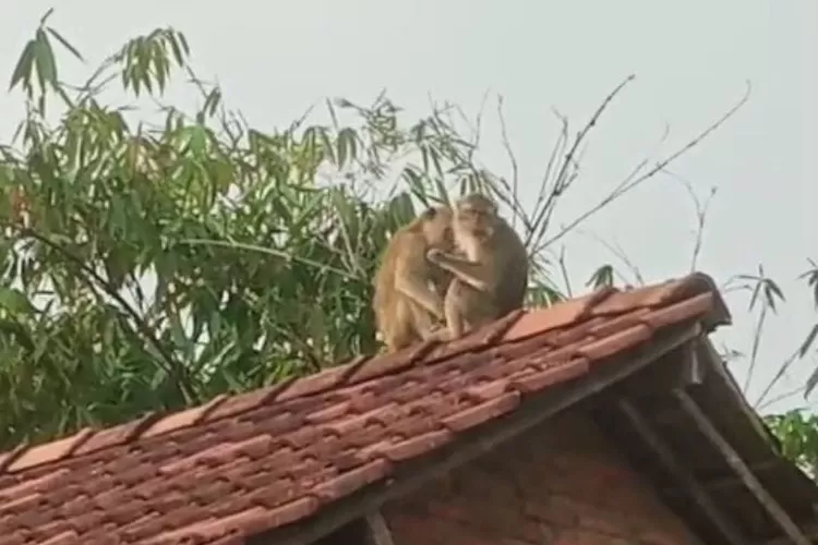 Dua ekor monyet liar muncul di permukiman warga di Kampung Bojong Keong, Desa Mekrsari, Kecamatan Rumpin. (Nasir)