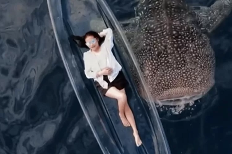 Viral di media sosial video kritikan atas wisata hiu paus Desa Botubarani, Gorontalo. Prilly Latuconsina juga menjadi sorotan. (Instagram : prillylatuconsina96)
