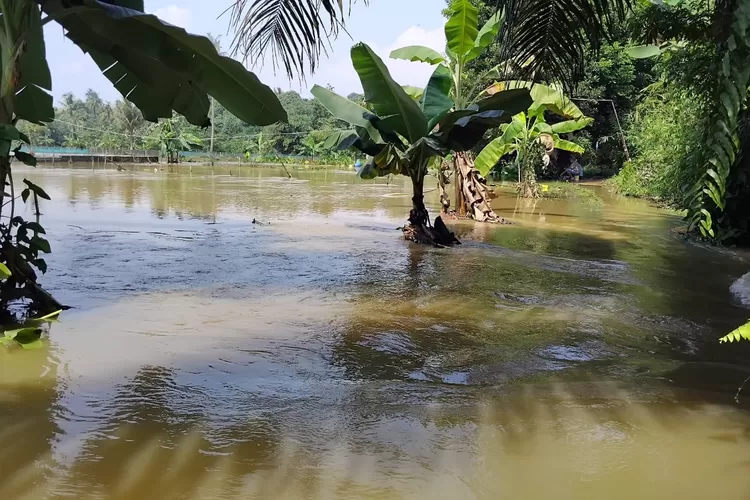 Banjir merendam ratusan tambak ikan di Desa Babakan, Kecamatan Ciseeng, Kabupaten Bogor. (Mulya Diva)