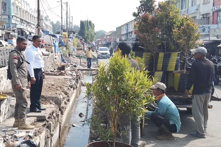 Area bekas lapak PKL di Pasar Cisarua, Puncak Bogor ditanami pohon pucuk merah. (Rizal)