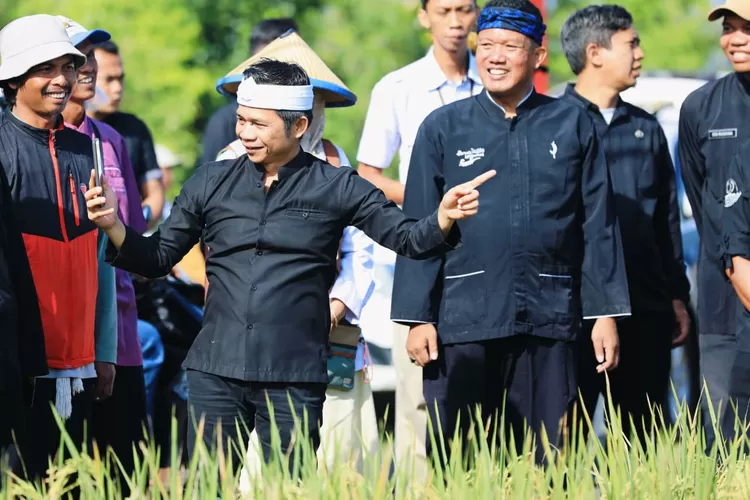 Bupati Purwakarta Saepul Bahri Binzein, dalam kegiatan Panen Padi Mendukung Swasembada Pangan Nasional di Kampung Tegal Onder, Kelurahan Nagrikidul, Rabu 27 Agustus 2025.  (Foto: Istimewa.)