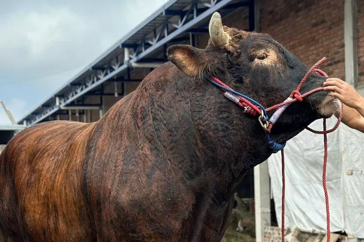 Kabupaten Jember bersiap menggelar Festival dan Expo Sapi Jawa Timur 2025 pada 1-2 November.  (dok. Ist)