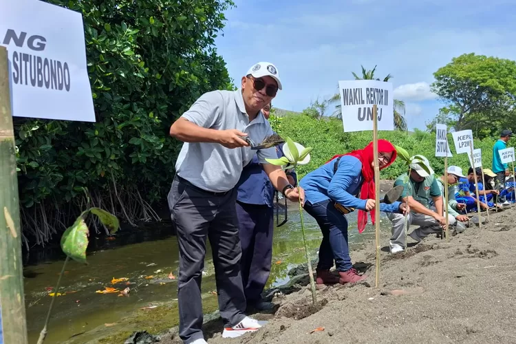 Unej dan Pemkab Situbondo tanam ratusan bibit mangrove di kawasan Pantai Tanjung Batu, Situbondo, pada Rabu, 19 November 2025.  (Diskominfo Situbondo)