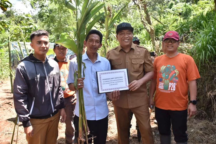 Bupati Situbondo Mas Rio, saat kegiatan penanaman dan penyerahan bibit kapulaga di Desa Alas Bayur, Kecamatan Mlandingan. (Diskominfo Situbondo)