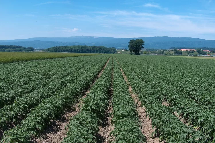 Presiden Prabowo hapuskan pinjaman KUR Petani di Aceh (Pixabay/casumba)