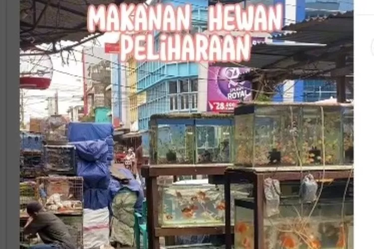 Pasar Burung Palembang bukan hanya menjual burung  (tangkapan layar insragram @pariwisata.palembang)