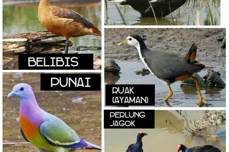 berbagai jenis burung disiapkan di pindang bu romlah (instagram @rm_pindangburung)