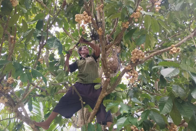 panen duku di Desa Terusan, OKI  (dok)