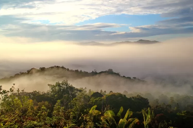 Taman Nasional Gunung Leuser/( (ilustrasi/pixabay))