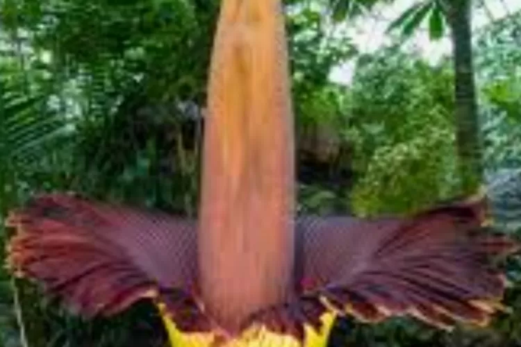 Pesona Langka Bunga Bangkai di Desa Tanjung Sirih/(ilustrasi/@pixabay) (dok)