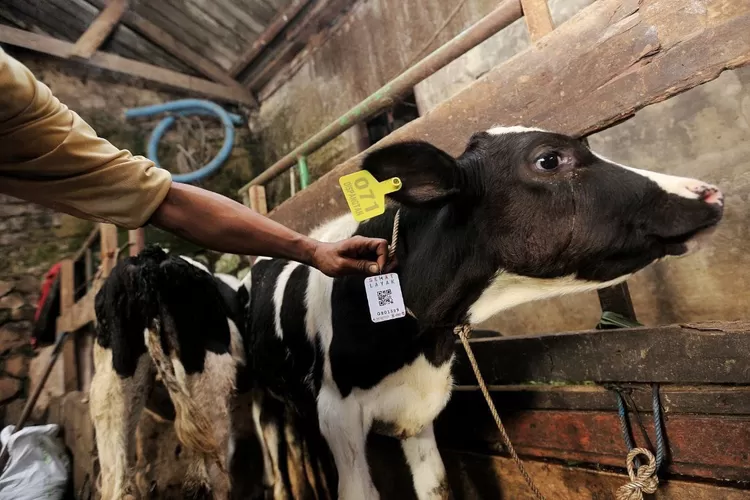 Ilustrasi Hewan kurban