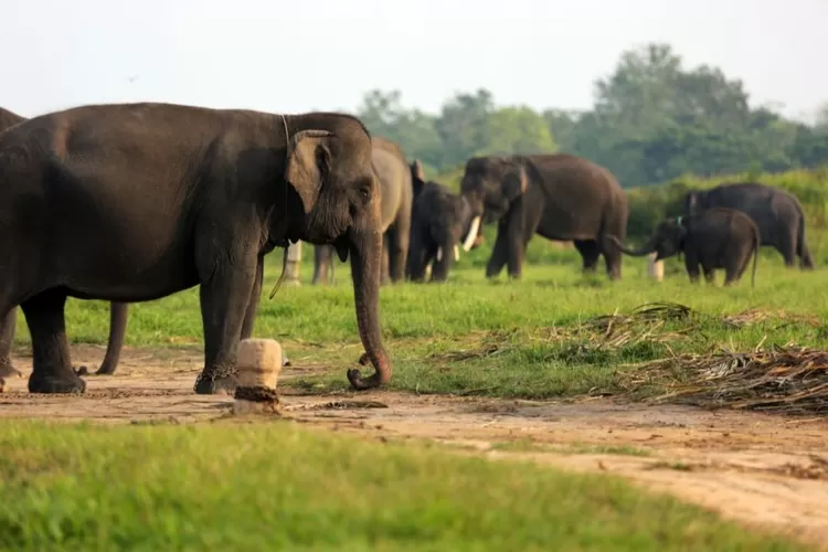 Menjelajahi Keindahan Lampung, Objek Wisata Tahun Baru dengan pemandangan yang Memukau (Foto/Info Indonesia/Dok. Batiqa Hotel)