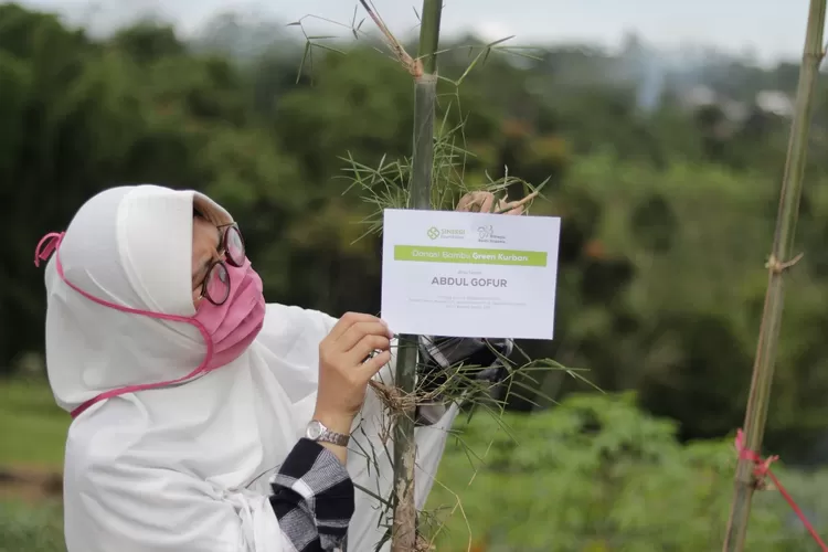 Berkat Kolaborasi dengan Masyarakat Setempat, 38 Ribu Pohon Green Kurban Sinergi Foundation 