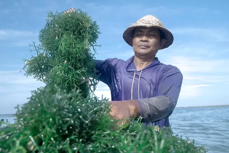  Klaster Usaha Rumput Laut Semaya di Nusa Penida