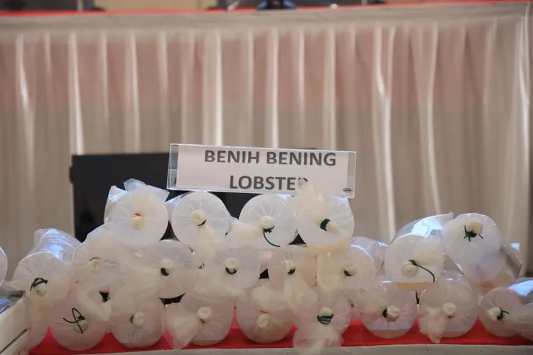 Barang Bukti Baby Lobster yang Disita Polda Lampung