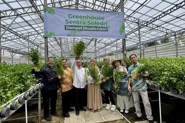 Ketua Dewan Pengawas Dompet Dhuafa, Rahmad Riyadi (tengah kemeja putih) bersama tamu undangan lainya melihatkan hasil panen seledri di greenhouse Dompet Dhuafa Farm, Cikeusal, Serang, Banten &ndash; Foto: Henri Lukmanul Hakim