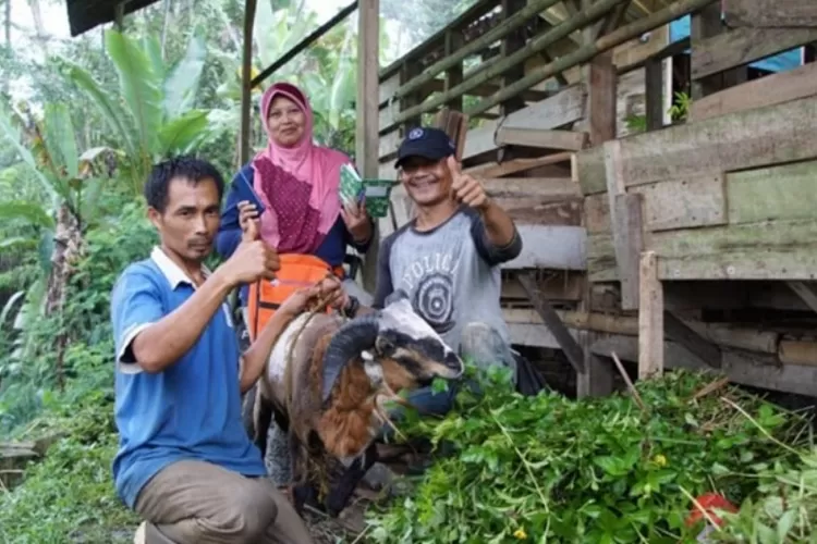 Dari  Peternak Hingga Bisa Bangun Madrasah