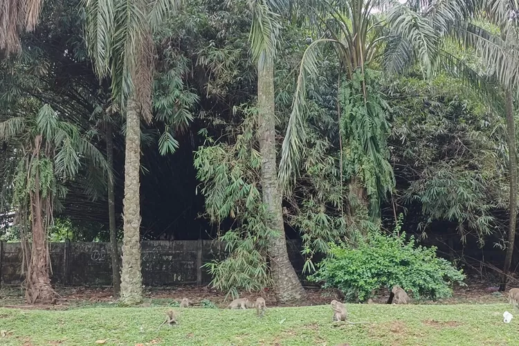 Kawanan Moyet di Kawasan Puspiptek Serpong
