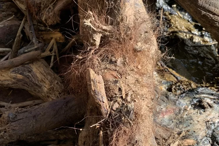 Tragis, Orangutan Tapanuli Ditemukan Mati Saat Relawan SAR Susuri Lokasi Banjir dan Longsor